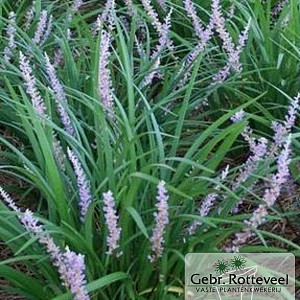 Liriope muscari 'Big Blue'