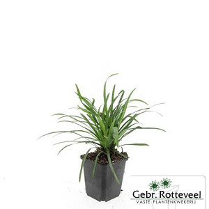 Liriope muscari 'Big Blue'