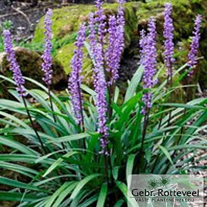 Liriope muscari 'Majestic'