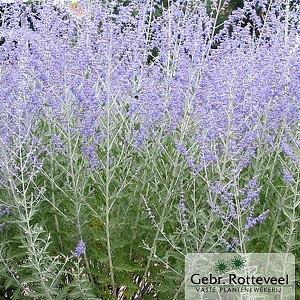 Perovskia atriplicifolia 'Little Spire'