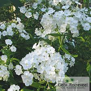 Phlox (P) 'David'