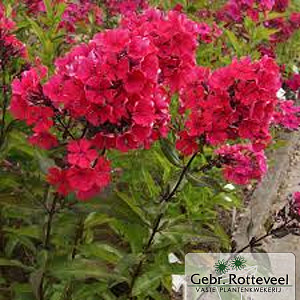 Phlox (P) 'Starfire'