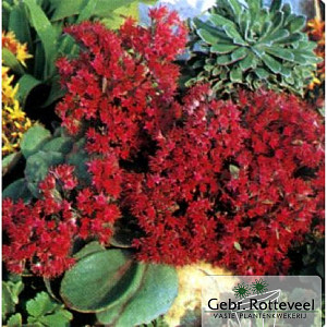Sedum 'Robustum'