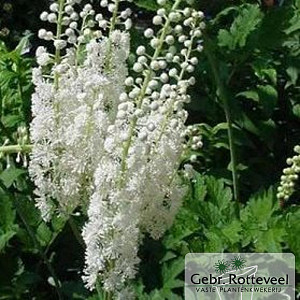 Actaea racemosa cordifolia