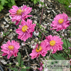 Anemone hyb. 'Pamina'