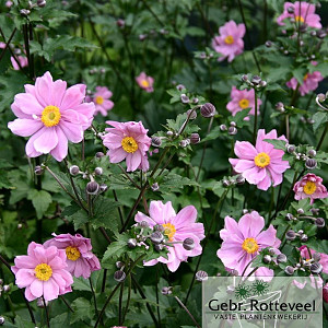 Anemone hyb. 'Serenade'