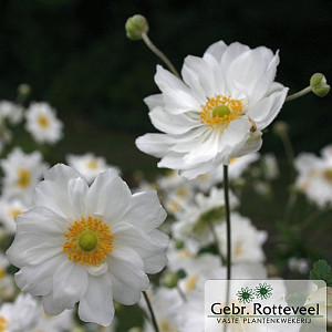 Anemone hyb. 'Whirlwind'