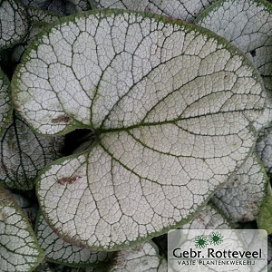 Brunnera macr. 'Silver Heart'