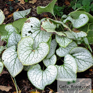 Brunnera macr. 'Silver Heart'