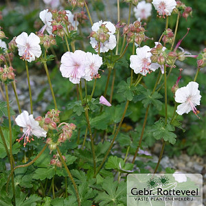 Geranium cant. 'St Ola'