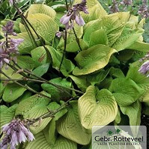 Hosta 'Sum and Substance'