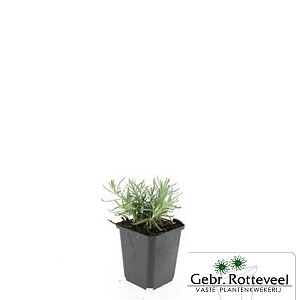 Lavandula ang. 'Munstead'