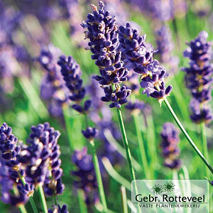 Lavandula ang. 'Munstead'