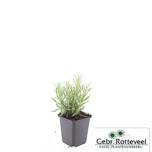 Lavandula ang. 'Munstead'