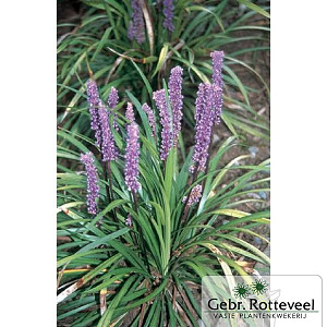 Liriope muscari 'Big Blue'
