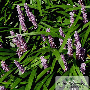 Liriope muscari 'Majestic'