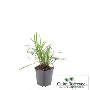 Liriope muscari 'Moneymaker'