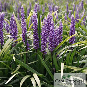 Liriope muscari 'Moneymaker'
