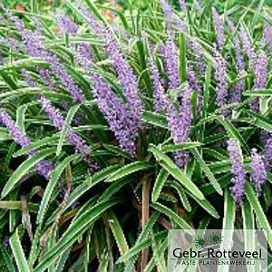 Liriope muscari 'Variegata'