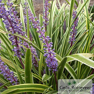 Liriope muscari 'Variegata'