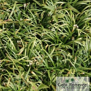 Ophiopogon jap. 'Minor'
