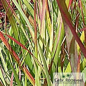 Panicum virgatum 'Rehbraun'