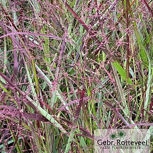 Panicum virgatum 'Squaw'