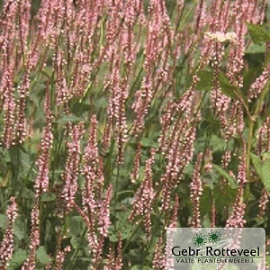 Persicaria amplex. 'Rosea'