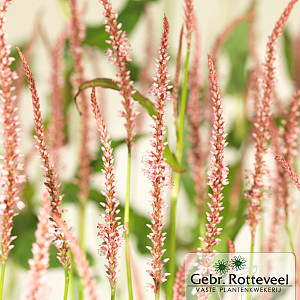 Persicaria amplex. 'Rosea'