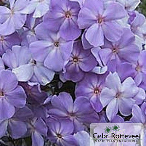 Phlox (P) 'Blue Boy'