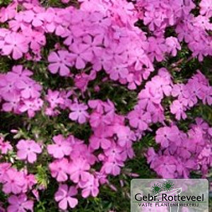 Phlox (D) 'Crackerjack'
