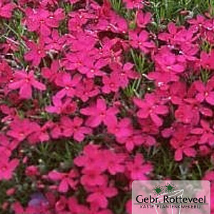 Phlox (D) 'Crackerjack'