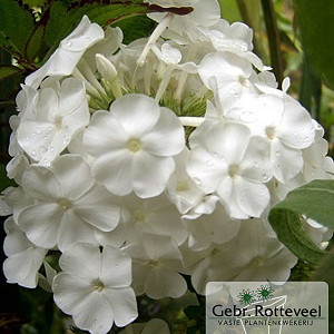 Phlox (P) 'David'