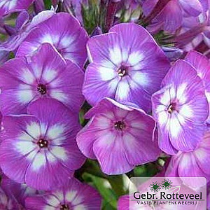 Phlox (P) 'Laura'