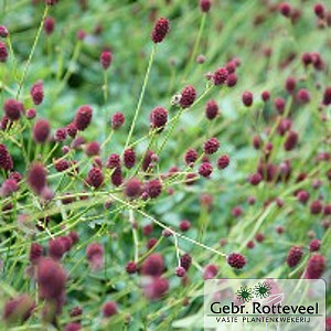 Sanguisorba officinalis 'Tanna'