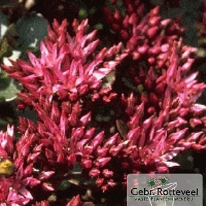 Sedum spurium 'Fuldaglut'