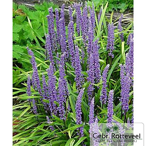 Liriope muscari 'Moneymaker'