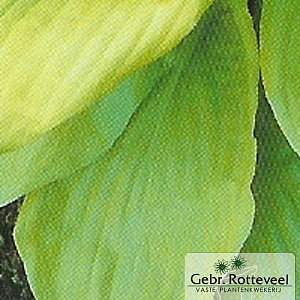 Hosta 'Sum and Substance'