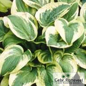 Hosta 'Wide Brim'