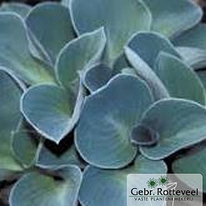 Hosta 'Blue Mouse Ears'