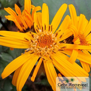 Ligularia d. 'Othello'