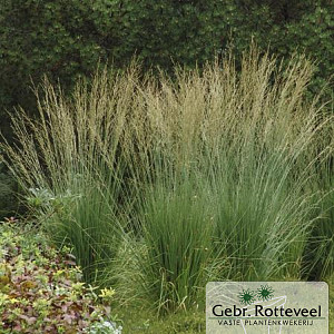 Molinia caerulea 'Dauerstrahl'