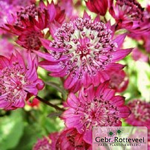 Astrantia maj. 'Claret'