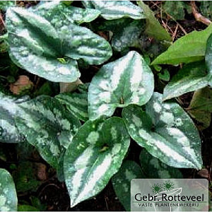 Asarum splendens