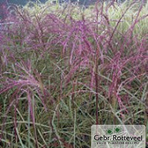 Miscanthus sin. 'Flamingo'