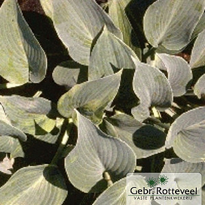 Hosta 'Halcyon'