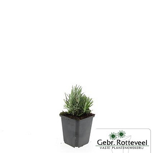 Lavandula ang. 'Dwarf Blue' 