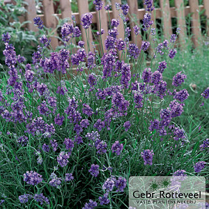 Lavandula ang. 'Dwarf Blue' 