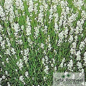 Lavandula ang. 'Edelweiss'