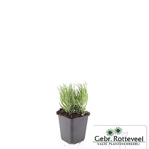 Lavandula ang. 'Dwarf Blue' 